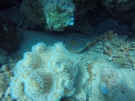 vorne eine Leather coral, dahinter ein bluespotted stingray